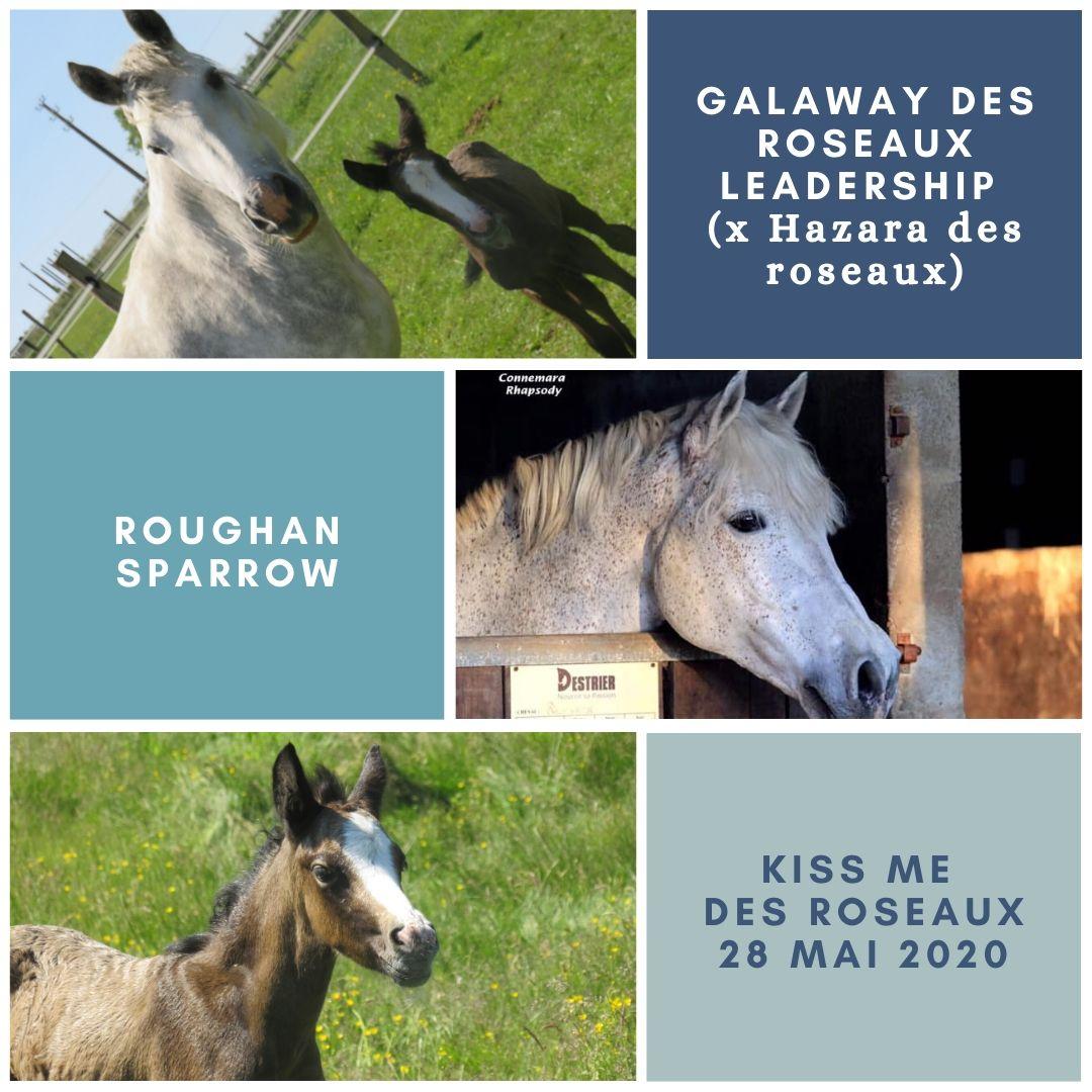 Galaway des roseaux leadership x hazara des roseaux