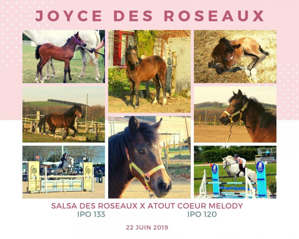 Joyce des roseaux