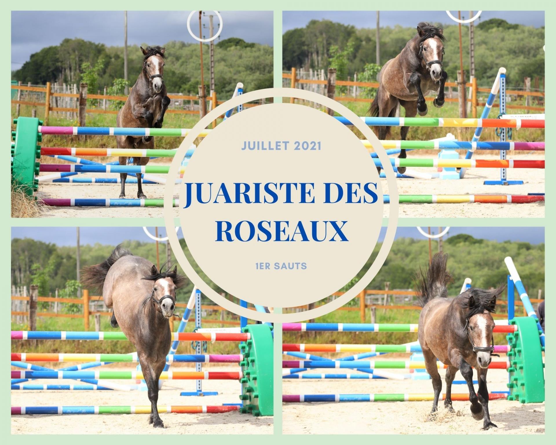 Juariste des roseaux sauts