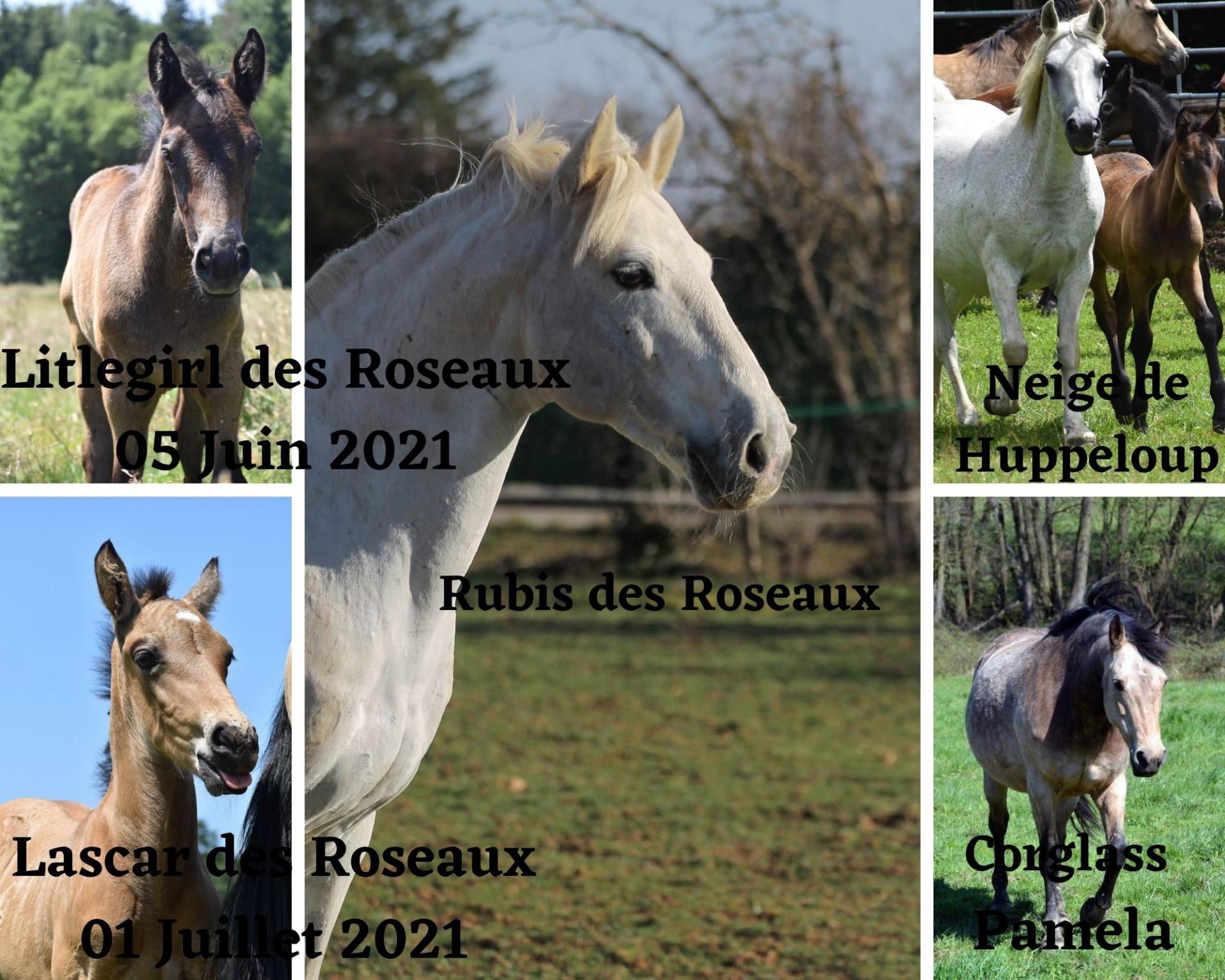 Rubis des roseaux